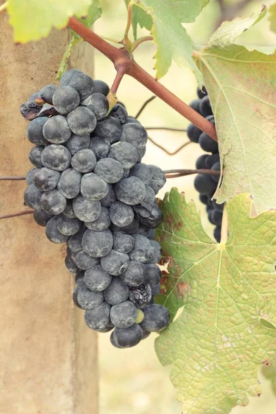 Uvas pretas de fruta fresca na vinha — Fotografia de Stock