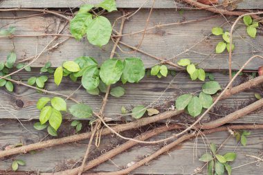 Güzel yeşil asma duvarım