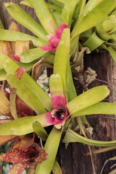 Pineapples flower in the garden — Stock Photo, Image