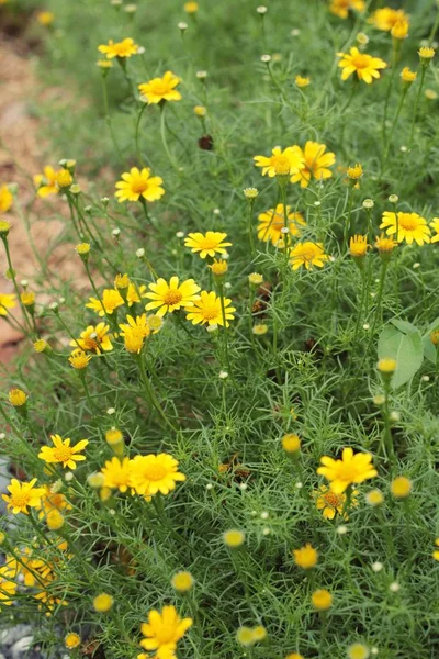 Fiore margherita giallo in natura — Foto Stock