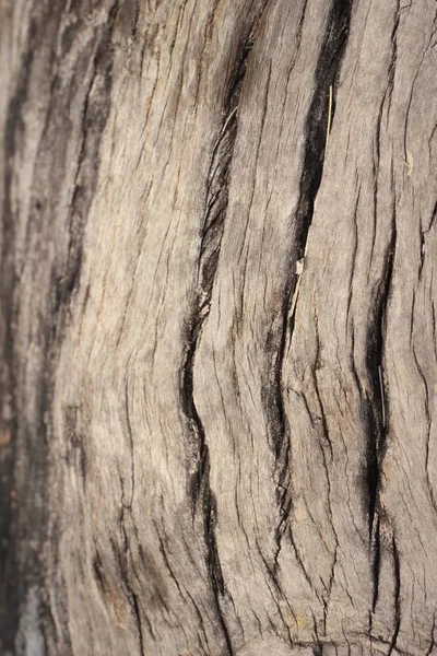 Antiguo fondo de pared de belleza de madera y textura — Foto de Stock