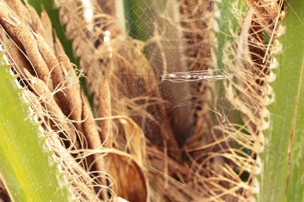 Teias de aranha na árvore na natureza — Fotografia de Stock