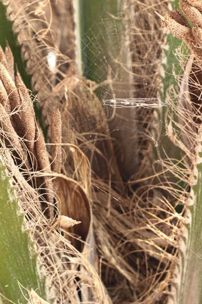 Toiles d'araignée sur l'arbre dans la nature — Photo