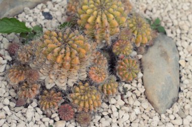 Güzel küçük bahçede kaktüs