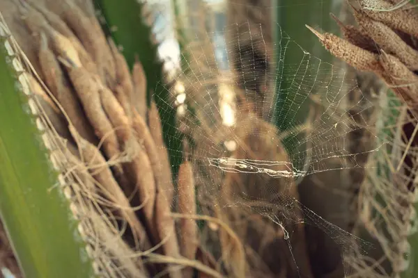 Las telas araña en el árbol en la naturaleza —  Fotos de Stock