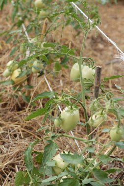 Bahçede ağaçta taze domates