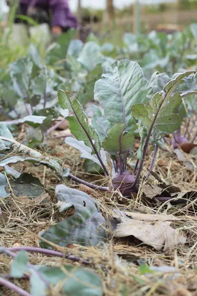 RAW ekologiczne fioletowy buraki w ogrodzie — Zdjęcie stockowe