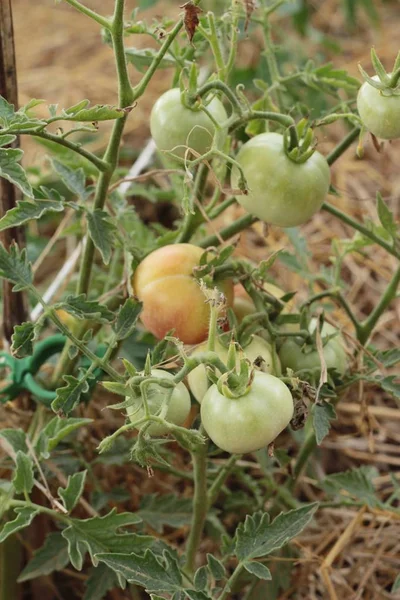 Bahçede ağaçta taze domates