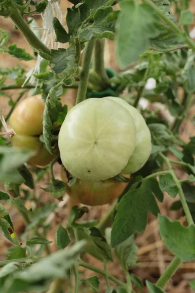 Fresh tomatoes on the tree in garden — Stock Photo, Image