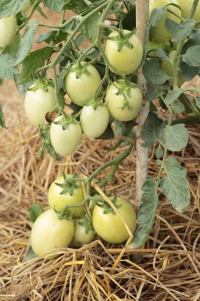 Fresh tomatoes on the tree in garden — Stock Photo, Image