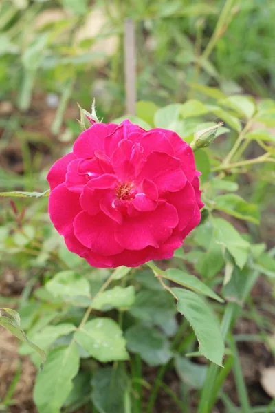 Hermosas rosas florecen en el jardín . —  Fotos de Stock