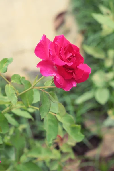 В саду цветут красивые розы . — стоковое фото