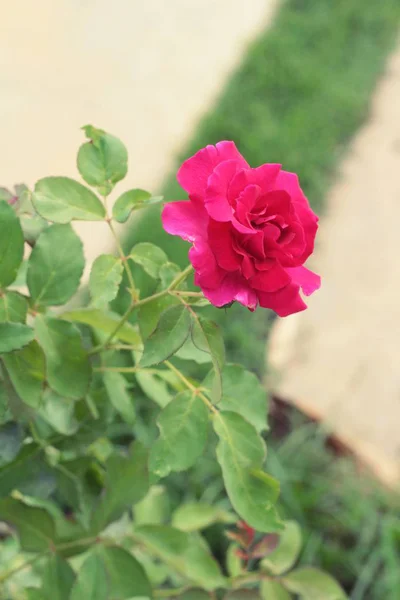 Piękne róże jest w pełnym rozkwicie w ogrodzie. — Zdjęcie stockowe