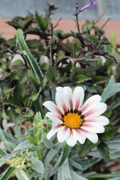 Bella margherita fiore con la natura in giardino — Foto Stock