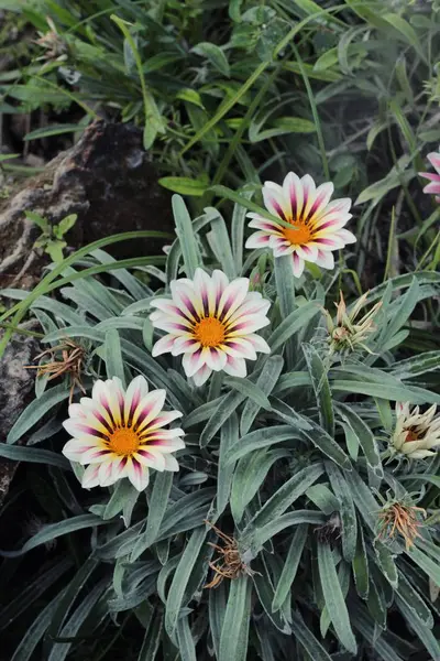 Цветок с природой в саду — стоковое фото
