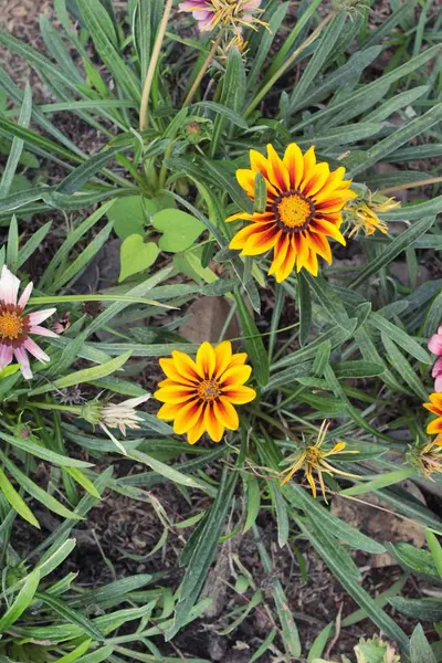 Belle fleur de marguerite avec la nature dans le jardin — Photo