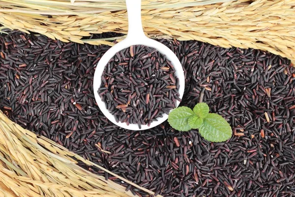 Svart jasminris eller organiska riceberry ris — Stockfoto