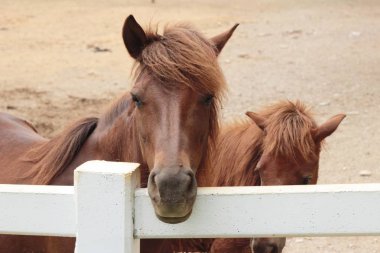 Atlar gruptaki sürüsü