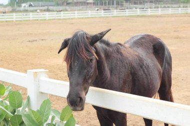 Atlar gruptaki sürüsü