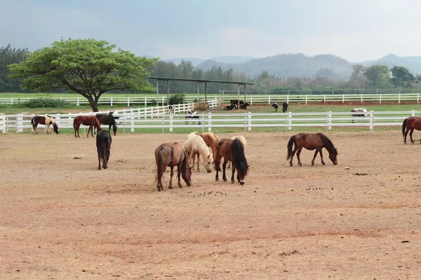 La mandria di cavalli nella fattoria — Foto Stock