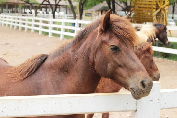 Le troupeau de chevaux dans la ferme — Photo