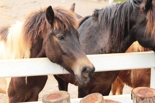 Le troupeau de chevaux dans la ferme — Photo