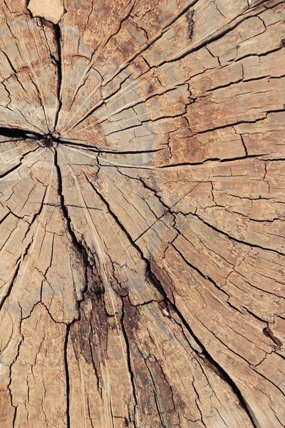 Gammal trä skönhet vägg bakgrund och textur — Stockfoto