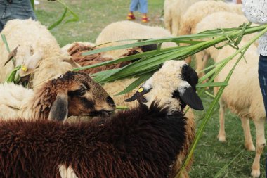 Çiftlikteki koyunlar