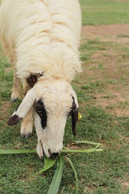 Çiftlikteki koyunlar