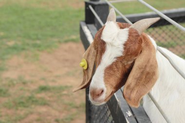 Çiftlikteki keçiler