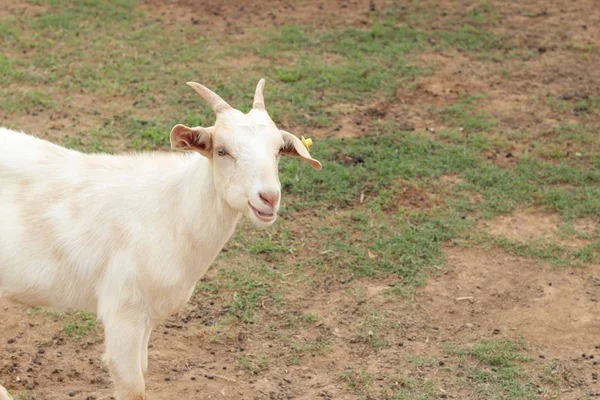 Goats in the farm — Stock Photo, Image