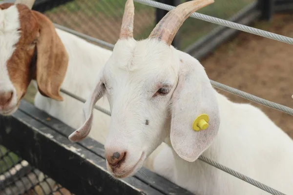 Goats in the farm — Stock Photo, Image