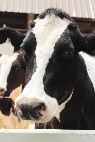 Dairy cows in the farm — Stock Photo, Image