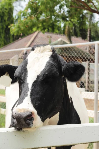 Dairy cows in the farm — Stock Photo, Image