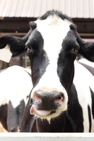 Vaches laitières à la ferme — Photo