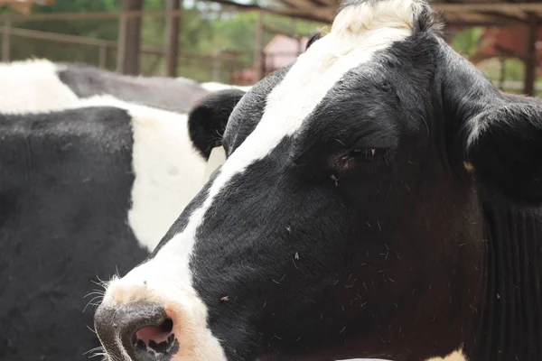 農場の乳牛 — ストック写真