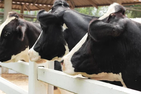 Dairy cows in the farm — Stock Photo, Image