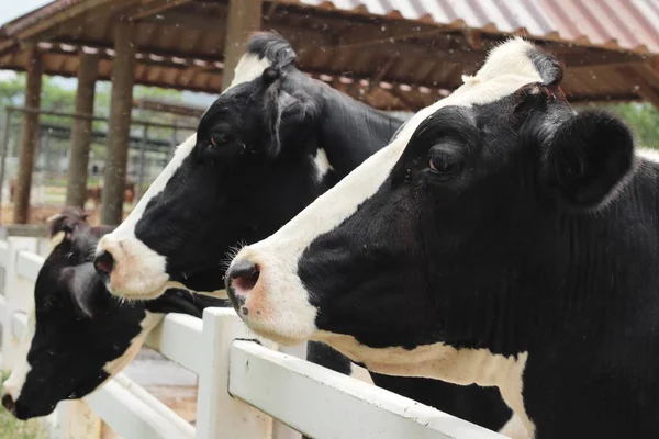 Αγελάδες γαλακτοπαραγωγής στο αγρόκτημα — Φωτογραφία Αρχείου