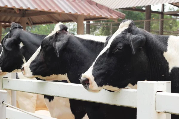 농장에 젖소 — 스톡 사진