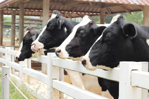 Dairy cows in the farm — Stock Photo, Image