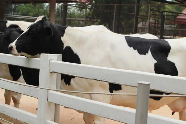 농장에 젖소 — 스톡 사진