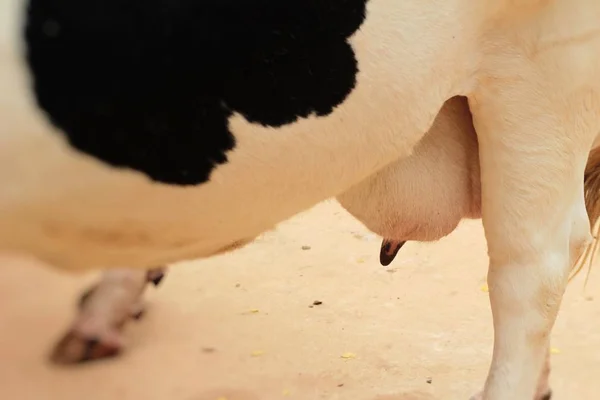 Vaca leiteira está na fazenda — Fotografia de Stock