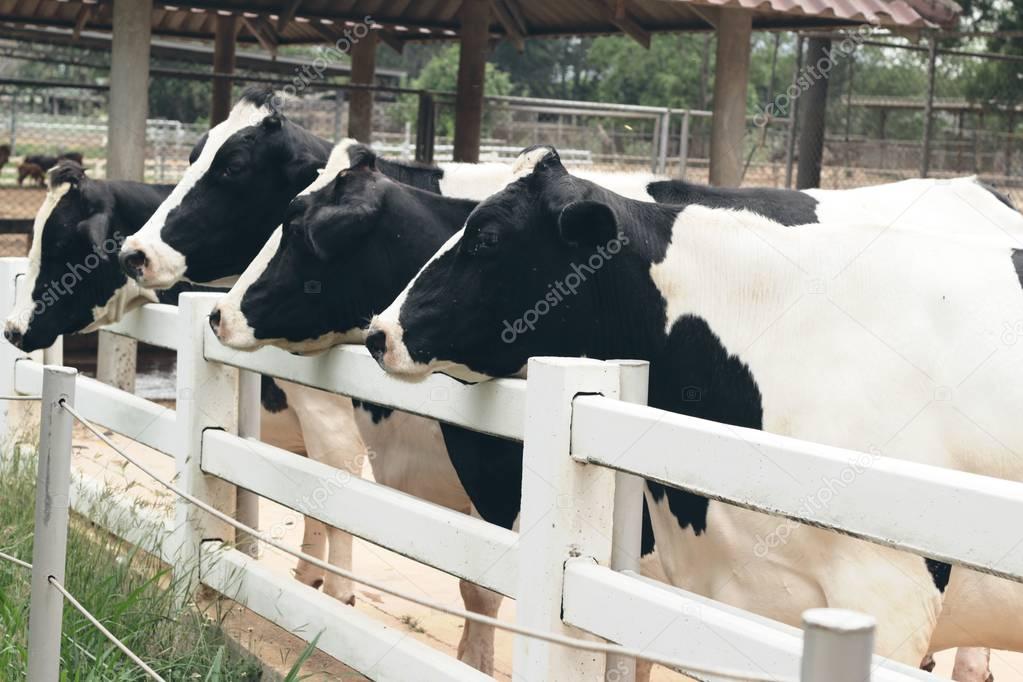 Dairy cows in the farm