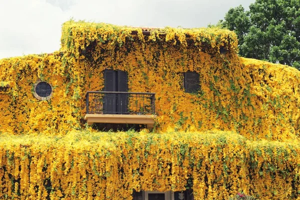 Janelas e parede de tijolo com hera árvore e flor — Fotografia de Stock