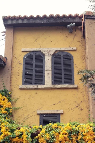 Ventanas y pared de ladrillo con hiedra y flor —  Fotos de Stock