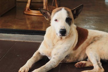 Uyku için büyülü köpekler