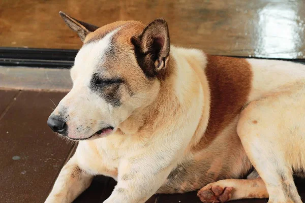 Los perros están encantados de dormir — Foto de Stock