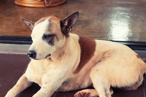 Los perros están encantados de dormir —  Fotos de Stock