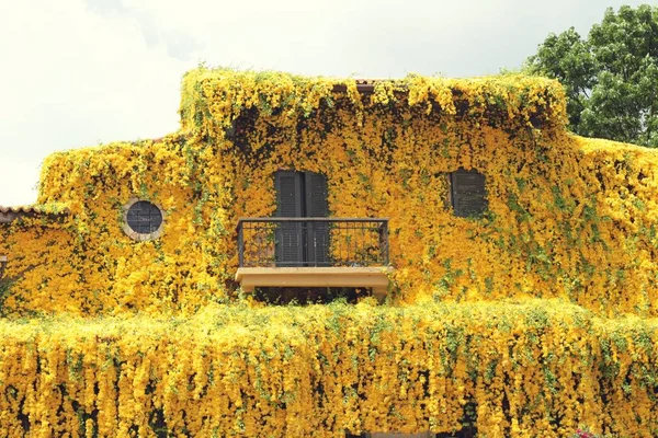 Janelas e parede de tijolo com hera árvore e flor — Fotografia de Stock