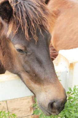 Atlar gruptaki sürüsü